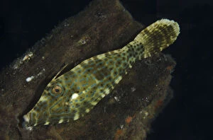 Filefish Gallery: Scrawled Filefish - Night dive, TK1 dive site, Lembeh