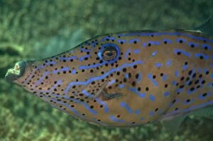 Filefish Gallery: Scrawled Filefish Pangah Kecil dive site, Loh Buaya