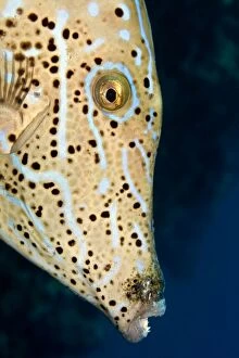 Images Dated 19th September 2007: Scrawled Filefish - Red Sea