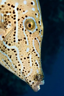 Images Dated 19th September 2007: Scrawled Filefish - Red Sea