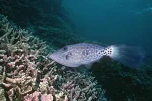Filefish Prints: Scrawled Leatherjacket - Coral Reef dweller