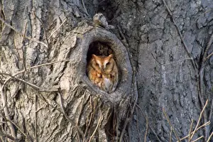 In Hole Prints: Screech Owl - red phase
