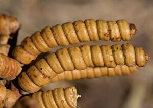Screwbean Mesquite or Tornillo - corkscrew pods in autumn