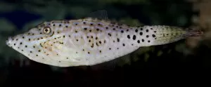 Scribbled Leatherjacket Filefish, tropical coasts worldwide. marine fish