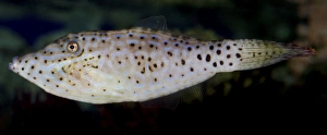 Scribbled Leatherjacket Filefish, tropical coasts worldwide. marine fish Scribbled Leatherjacket Filefish, tropical coasts worldwide. marine fish