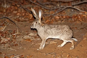 South Africa Gallery: Scrub Hare - at night
