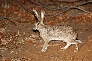 scrub hare night kruger national park south africa Trending Item 4