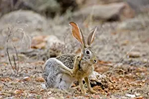 Scrub Hare, Samburu Reserve, Kenya