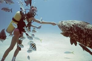 Scuba diver - with Grouper and Zebra fish