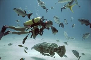 Scuba diver - swimming amongst fish