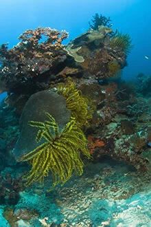 Biology Gallery: Scuba Diving at Apo Island, 10km from Dumaguete