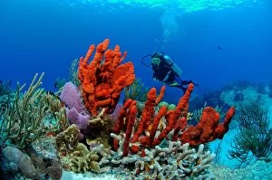 Scuba diving along the Coral reef - Sponges