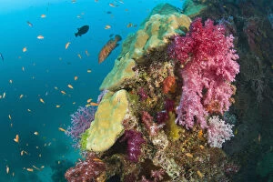 Scuba diving at Similan Islands Underwater