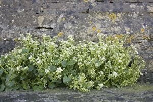 Base Gallery: Scurvey Grass - growing at base of wall on cliff top