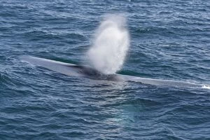 Blue Whales Gallery: SE-1400