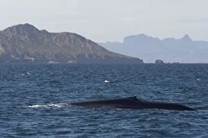 Blue Whales Gallery: SE-1430