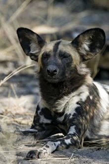 African Hunting Dogs Gallery: SE-1645