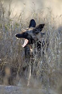 African Hunting Dogs Gallery: SE-1647