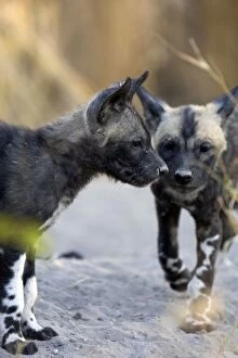 African Hunting Dogs Gallery: SE-1648