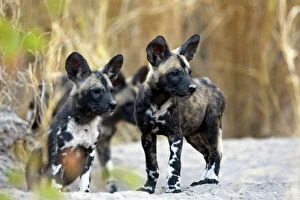 African Hunting Dogs Gallery: SE-1652