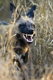 African Hunting Dogs Gallery: SE-1655
