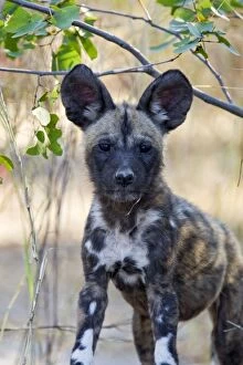 African Hunting Dogs Gallery: SE-1658