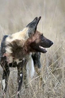 African Hunting Dogs Gallery: SE-1661