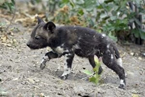 African Hunting Dogs Gallery: SE-1662