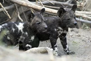 African Hunting Dogs Gallery: SE-1663