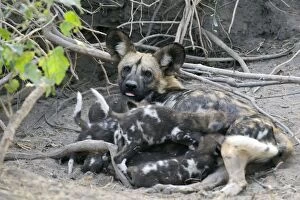 African Hunting Dogs Gallery: SE-1664