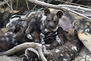 African Hunting Dogs Gallery: SE-1665