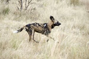 African Hunting Dogs Gallery: SE-1669