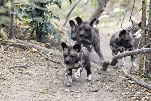 African Hunting Dogs Gallery: SE-1670