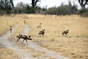 African Hunting Dogs Gallery: SE-1672