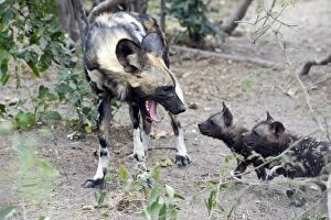 African Hunting Dogs Gallery: SE-1673