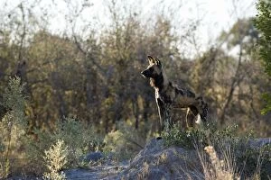 African Hunting Dogs Gallery: SE-1677