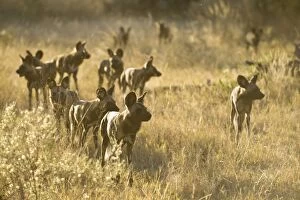 African Hunting Dogs Gallery: SE-1678