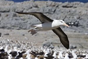 SE-439 Black-browed Albatross - Flying over colony