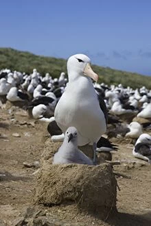 SE-440 Black-browed Albatross - Parent and 1-2 week old chick on nest in colony