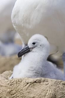 SE-441 Black-browed Albatross - 1-2 week old chick in nest