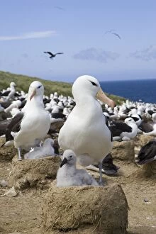 SE-444 Black-browed Albatross - Parent and 1-2 week old chick on nest in colony