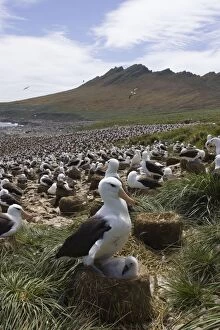 SE-445 Black-browed Albatross - Parent and 1-2 week old chick on nest in colony