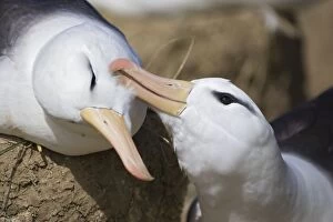 SE-447 Black-browed Albatross - breeding pair grooming
