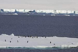 SE-456 Adelie Penguin - On iceberg