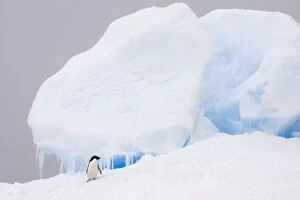SE-459 Adelie Penguin - On iceberg