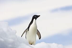 SE-464 Adelie Penguin - On iceberg
