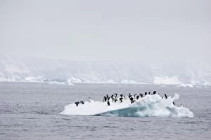 SE-465 Adelie Penguin - On iceberg