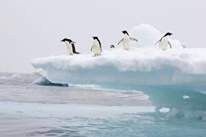 SE-466 Adelie Penguin - On iceberg