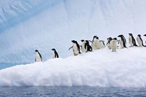 SE-467 Adelie Penguin - On iceberg