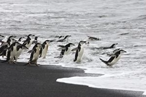 SE-474 Chinstrap Penguin - on shore headed out to sea
